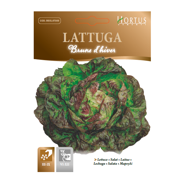 Winter Brown Lettuce - Hortus