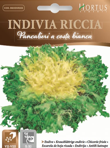 Curly Pancalieri Endive - Hortus