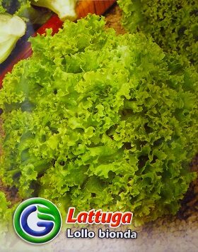 Lollo Bionda (Lattuga) - Galassi Sementi