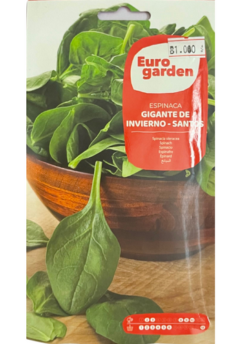 GIANT WINTER SPINACH- SANTOS