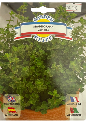 Sweet Marjoram (Maggirana Gentile) - Galassi Sementi