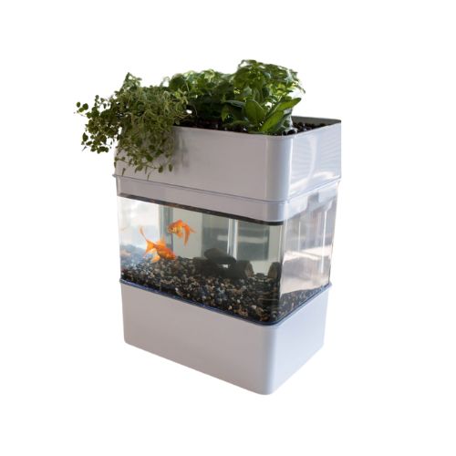 Home Aquaponics System