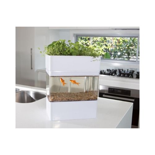 Home Aquaponics System