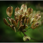 Anise Hortus Seeds