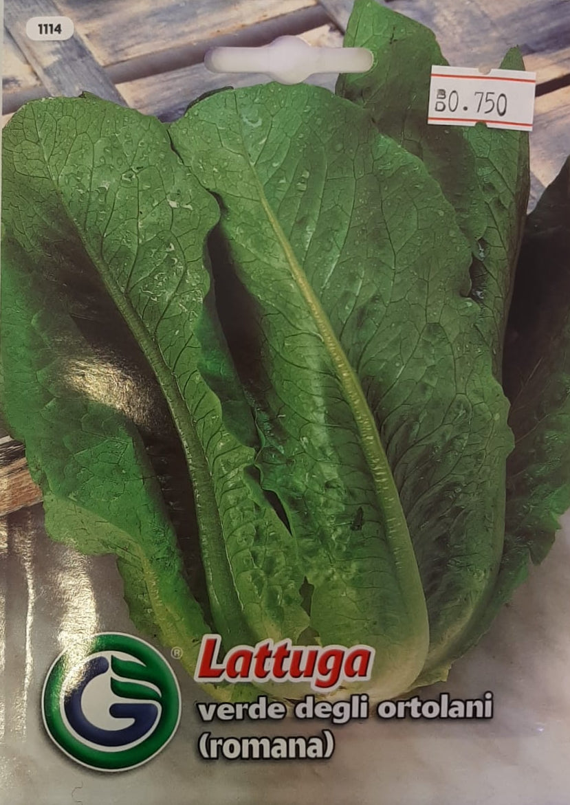 Lettuce (Green Romaine) - Galassi Sementi