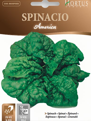 Spinach America - Hortus