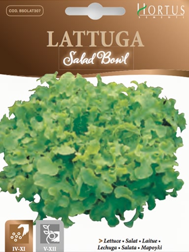 Salad Bowl Lettuce - Hortus