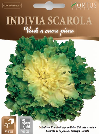 Green Escarole Endive - Hortus