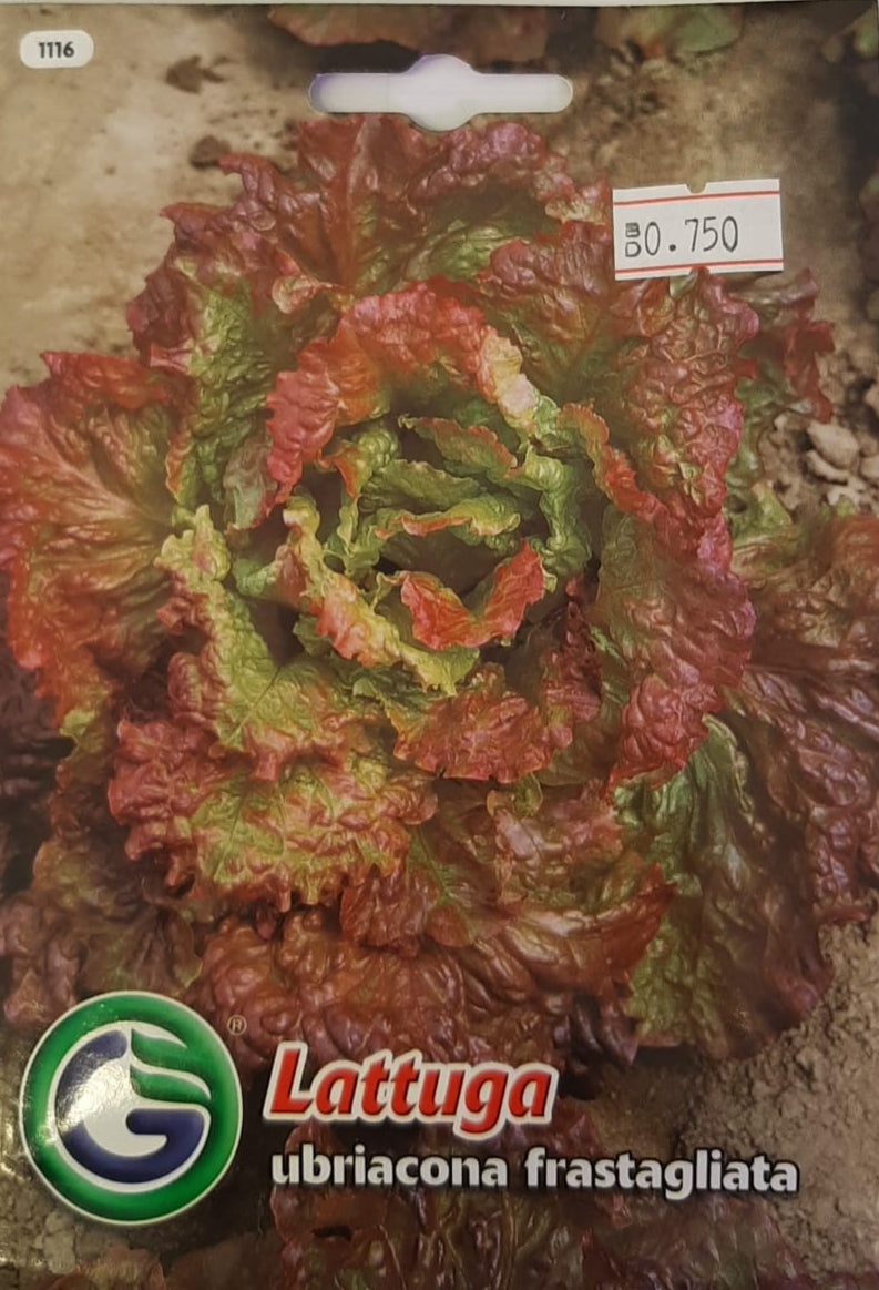Lettuce Ubriacona - Galassi Sementi