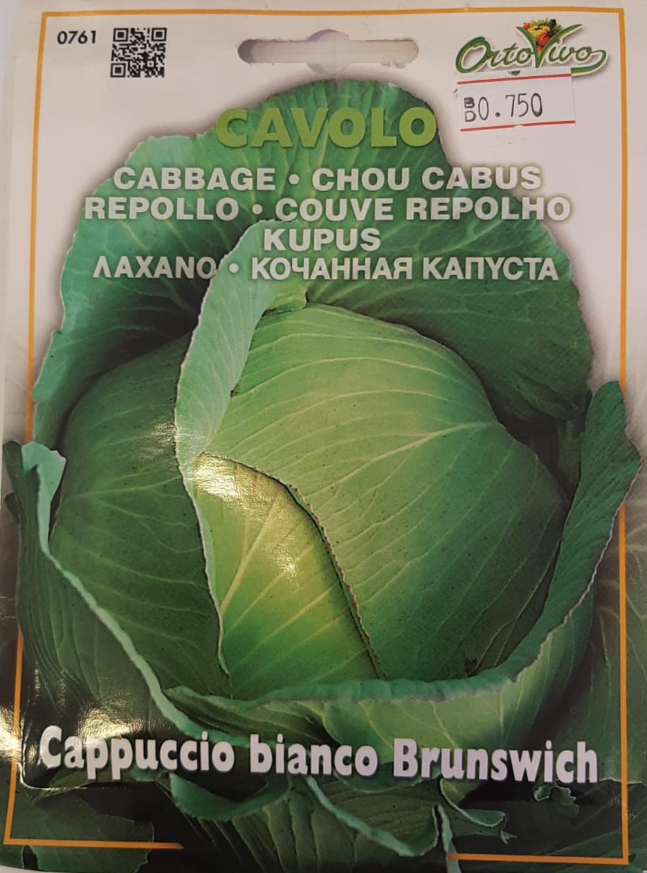 White Brunswich Cabbage - Cavolo