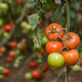 Alyaa Tomato F1 - Erma International Seeds (10 seeds)