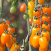 Oringa Cherry Tomato F1 - Erma International Seeds ( 10 seeds)