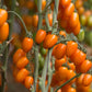 Oringa Cherry Tomato F1 - Erma International Seeds ( 10 seeds)