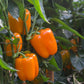 Carmen Sweet Pepper F1 - Erma International Seeds (10 seeds)