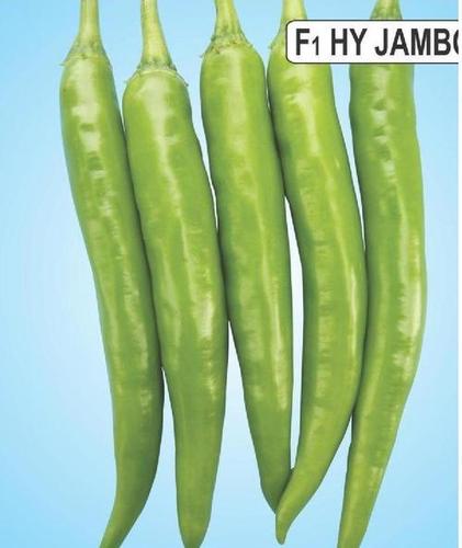 Jambo Green Chilli F1 - Somani Seeds (20 seeds)