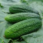 Rocket F1 Hybrid Cucumber (10 Seeds)