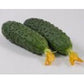 Rocket F1 Hybrid Cucumber (10 Seeds)