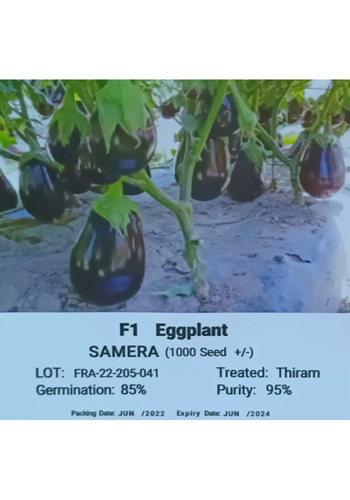 Samera Eggplant F1 - Vegrow (10 seeds)